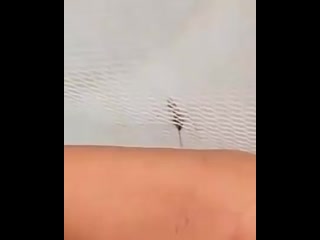 it annoys the mosquito