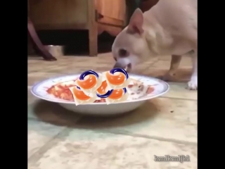 doggo eats