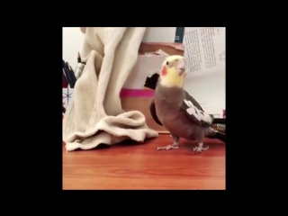 bird sings