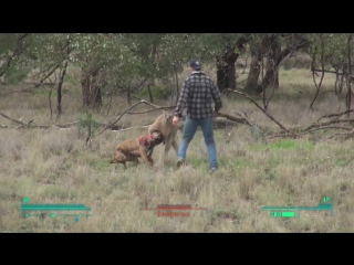 lone wanderer punches a kangaroo in the face to rescue his dogmeat