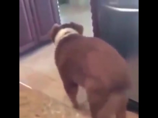 pupper dances at incredibly high velocity