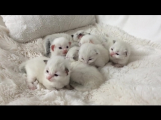 kittens