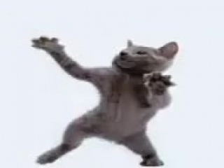 cats dancing