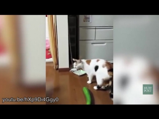 cats vs cucumbers